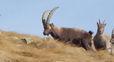 03T-Anteprima-Giro-Parco-Gran-Paradiso-Stambecchi, hiking tour