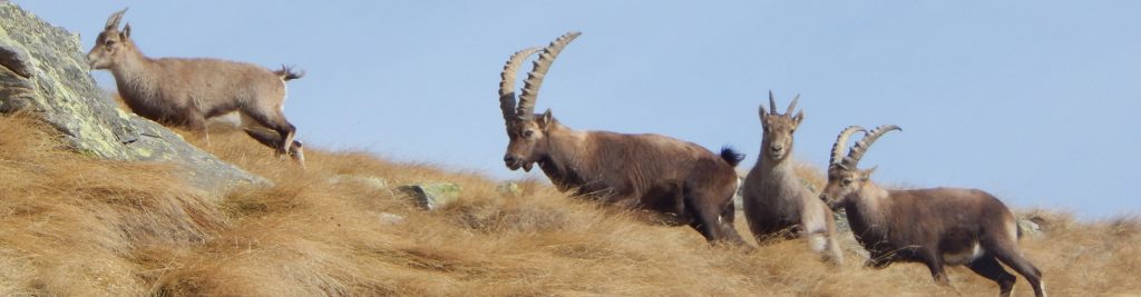 03T-Anteprima-Giro-Parco-Gran-Paradiso-Stambecchi, hiking tour